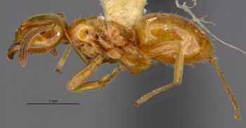 Media type: image;   Entomology 28993 Aspect: habitus lateral view